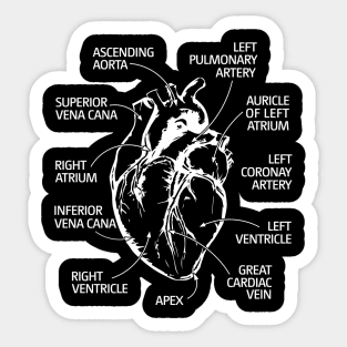Anatomical Heart Cardiac Nurse Parts Of Heart Sticker